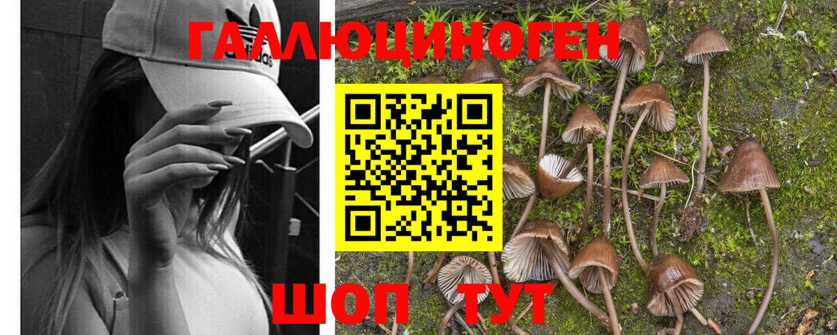 Галлюциногенные грибы Psilocybine cubensis Камышлов